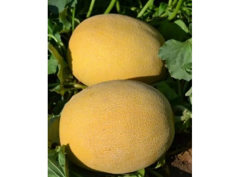 Афродита F1 - семена дыни, 1000сем., Libra Seeds